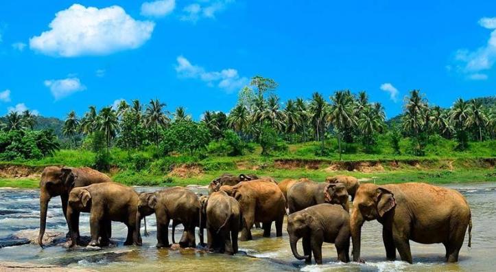 pinnawala-elephant-orphanage-sri-lanka-andbeyondsrilanka.com-5-820x450